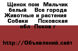 Щенок пом. Мальчик белый  - Все города Животные и растения » Собаки   . Псковская обл.,Псков г.